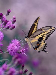 Jardin de mariposas