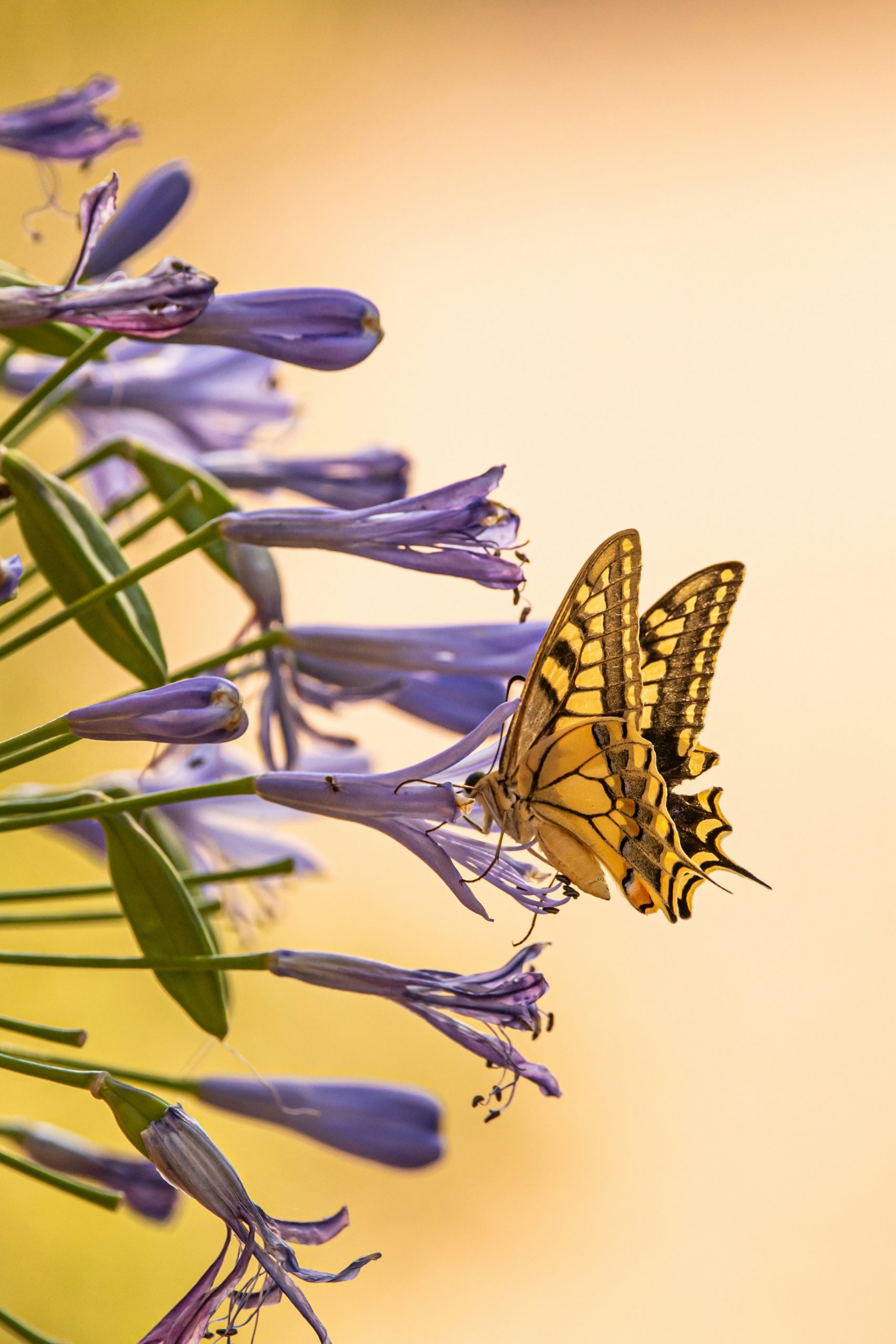 criar mariposas